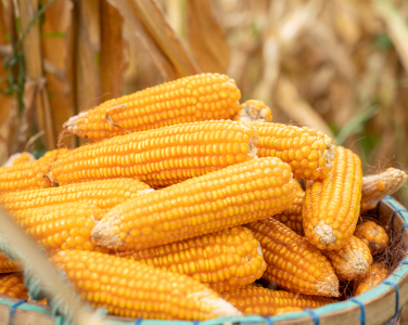 Corn Seed